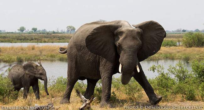 Getting Close to Animals on Safari: How Close is Safe?