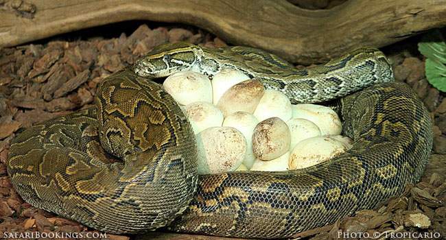 5 Fascinating Facts About The African Rock Python