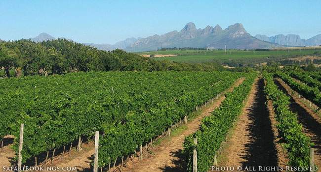 Sample the Finest Wines of South Africa