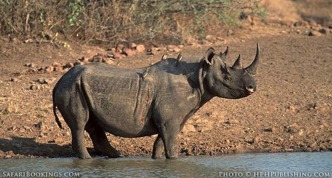 Mkhaya Game Reserve in Swaziland is Really Special