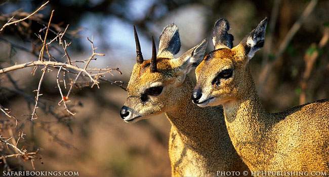 5 Fascinating Facts About the Klipspringer