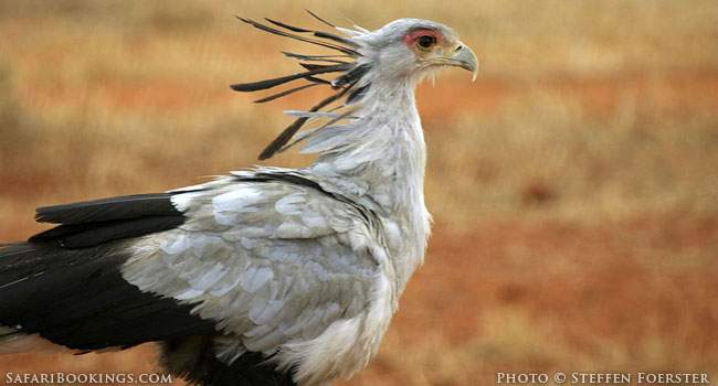 Zambian Birds - Fluffy little Rainbows or Messengers of Doom?