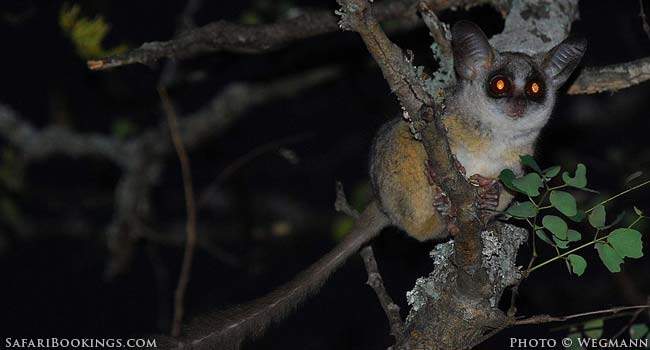 5 Fascinating Facts About Bushbabies