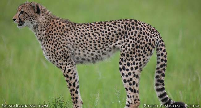 5 Fascinating Facts About the Cheetah