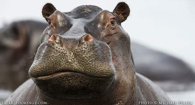 5 Fascinating Facts About the Hippo