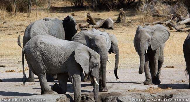 Tanzania’s Southern Safari Circuit