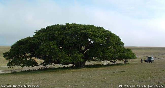 The Tree Where Man Was Born