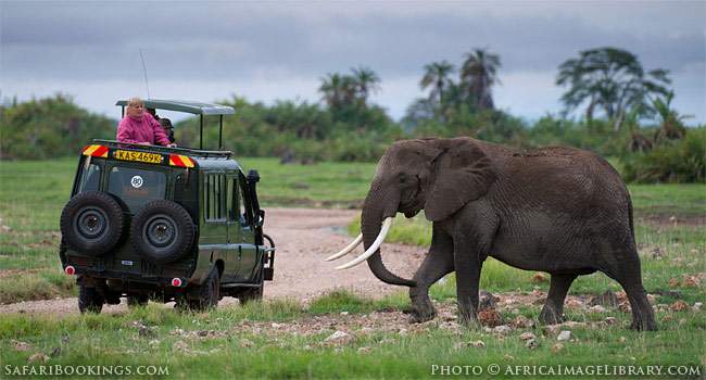 The Unfortunate Impact of the Ebola Outbreak on the Safari Industry