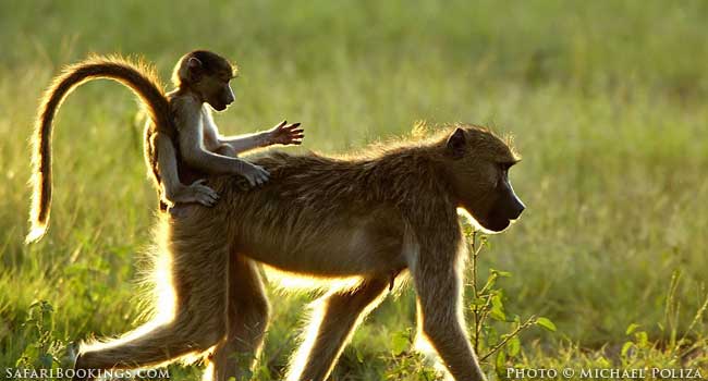 Cheeky Baboons