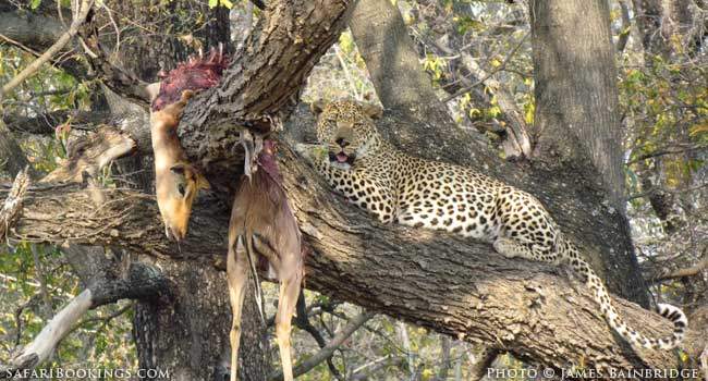 Leopard In A Tree In Moremi Game Reserve Safaribookings