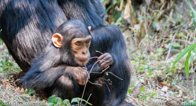 Mahale Mountains: More Than A Place To See Chimpanzees