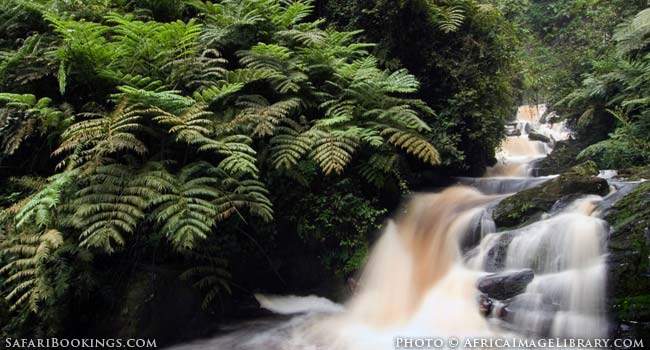 Nyungwe National Park in Rwanda