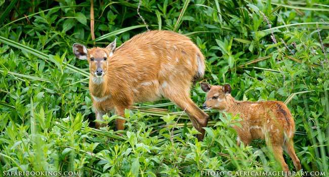 A Walking Safari in Kenya's Wild West