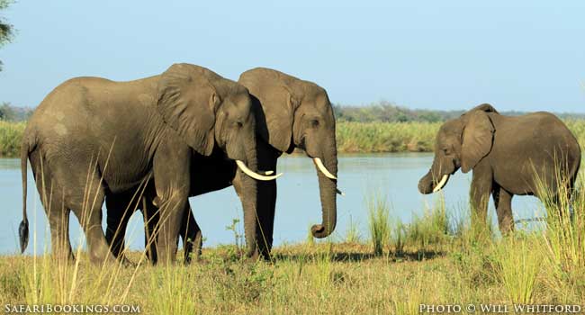 Behind The Scenes With Conservation Lower Zambezi