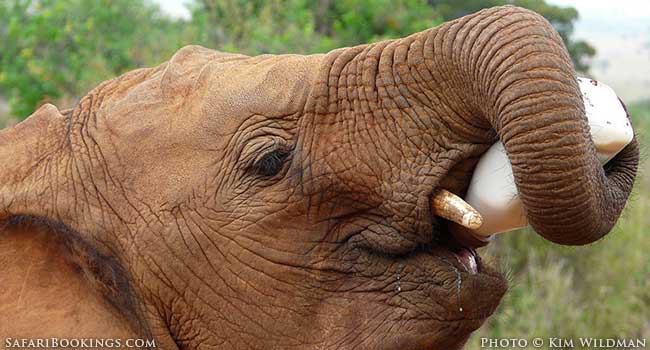 An Elephant’s Tale At David Sheldrick Wildlife Trust