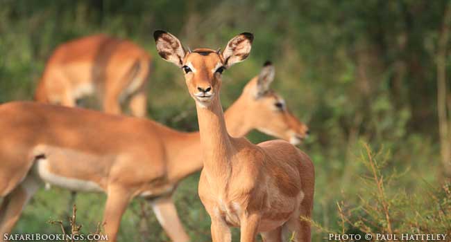 How Long Should a Safari Be?