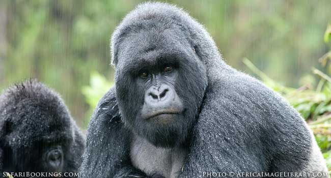 Mountain Gorillas In The Misty Virunga Mountains