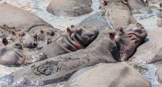 I Actually Felt Pity For The Hippos In Katavi National Park