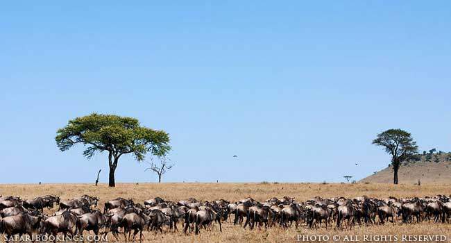 Walking Safaris Are Available In The Serengeti