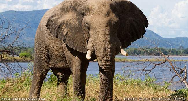 Elephant on the Zambezi