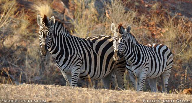 Mapungubwe National Park in South Africa