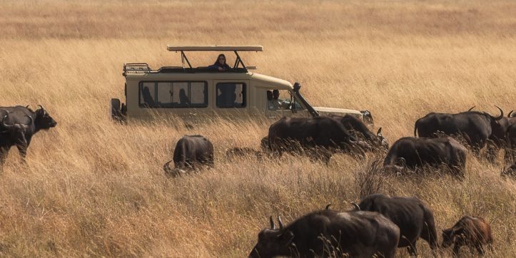 10 Insights on What to Expect on Safari