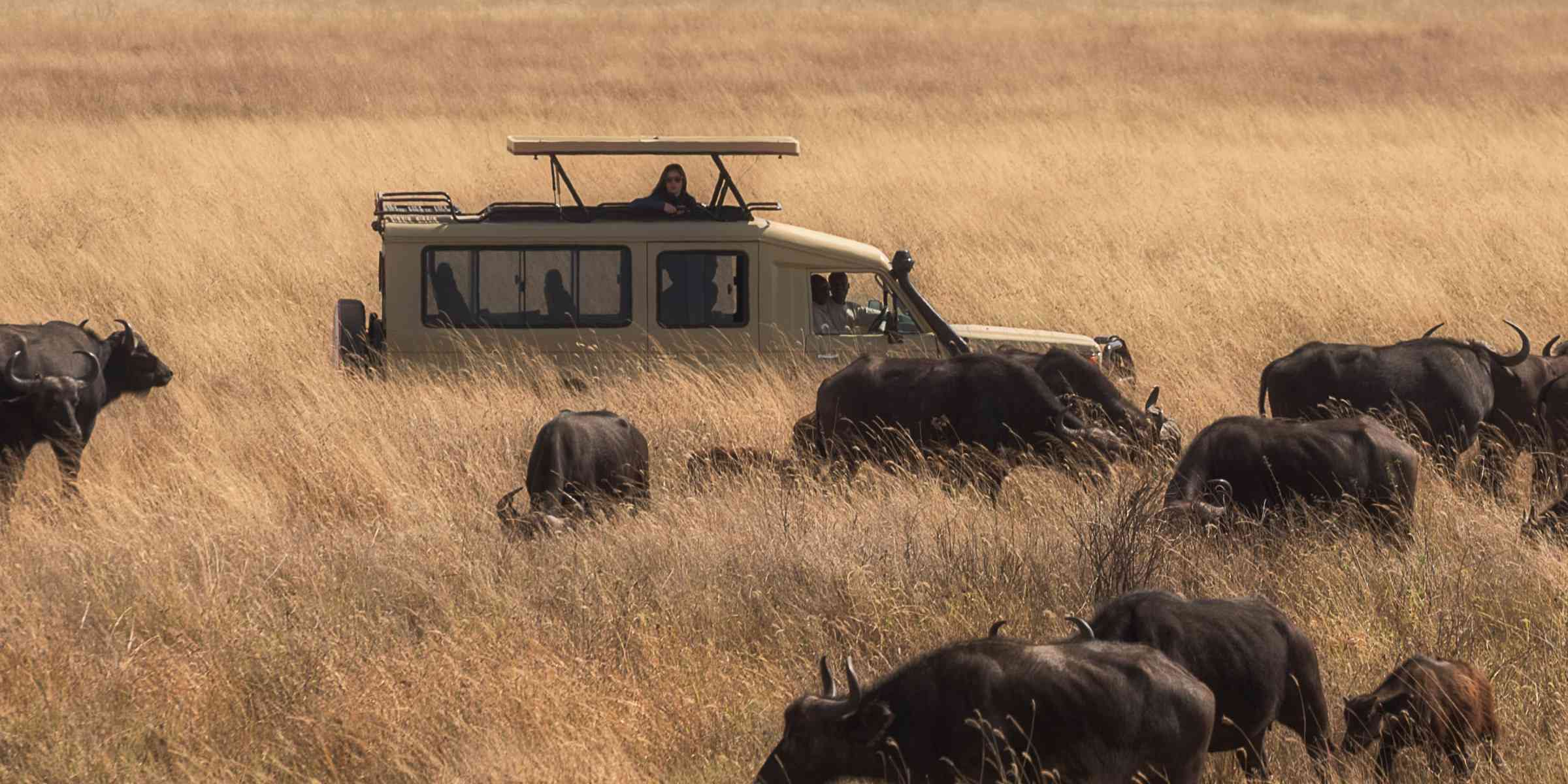 No Safari Is Complete Without a Night Game Drive—Here Are 10 of