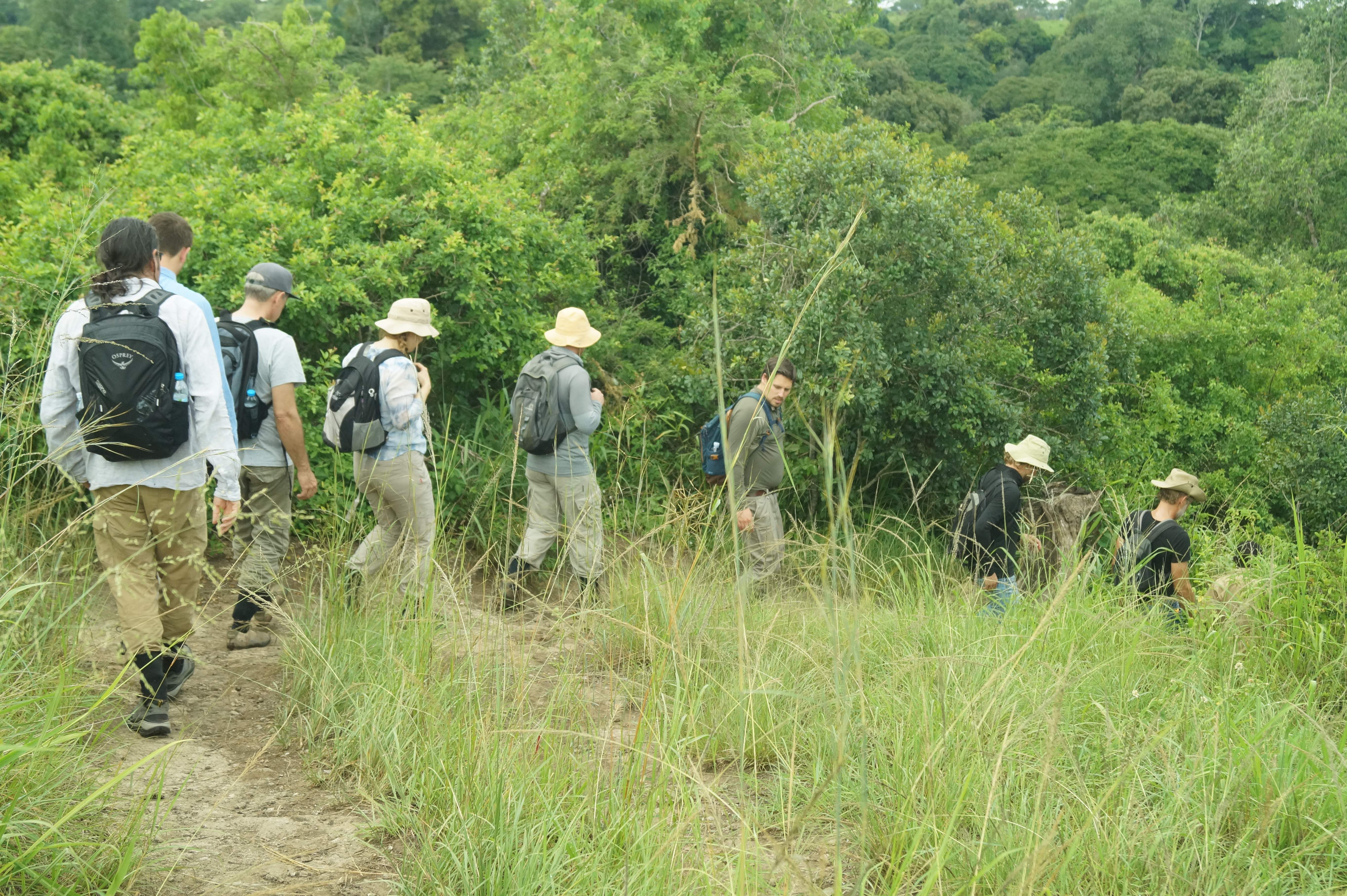 Chimpanzee tracking at Kyambura Gorge, Uganda