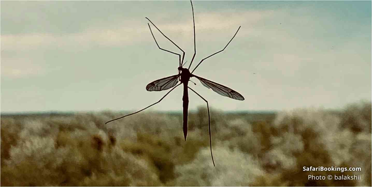10 insights what to expect on safari - biting tsetse flies