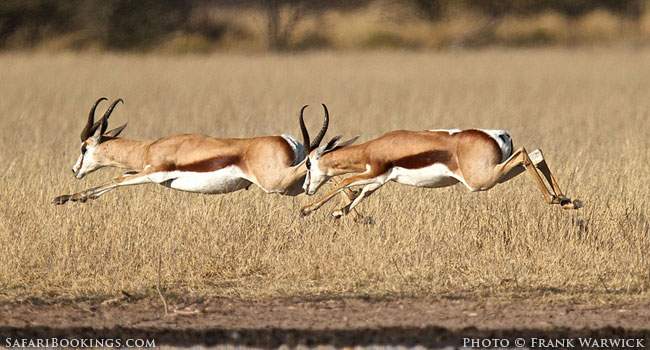 Best Kept Safari Secret: Khutse Game Reserve