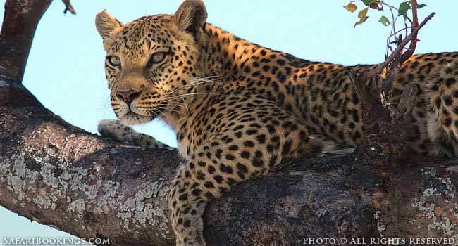 Kruger Leopard Surprise