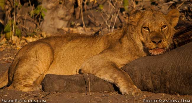 Lions And Elephants In Chobe