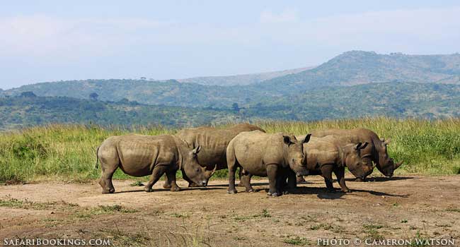 On Safari in KwaZulu Natal - South Africa