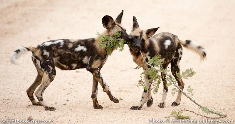 Wild dogs playing in Kruger National Park, South Africa