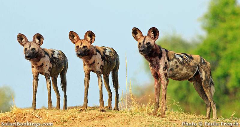 Three wild dogs at South Luangwa National Park, Zambia
