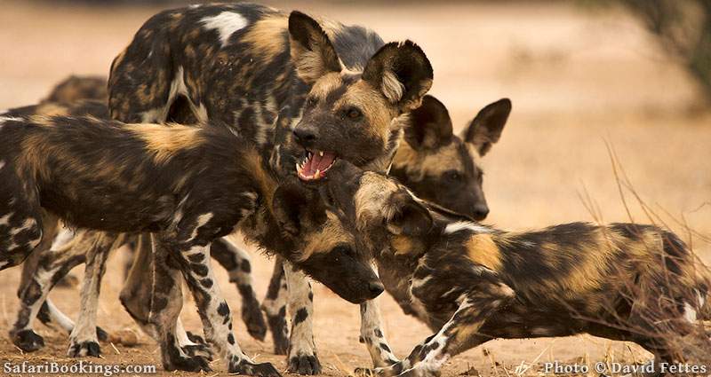 A pack of wild dogs playing in Mana Pools National Park, Zimbabwe