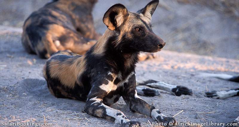 Alert wild dog in Ruaha National Park, Tanzania