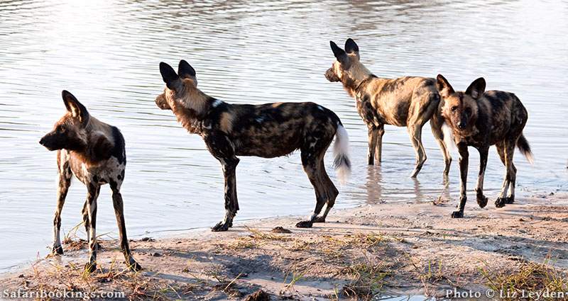 Wild dogs on the water's edge in Savuti, Botswana