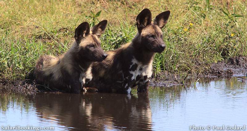 Wild dogs at Liuwa Plain National Park, Zambia