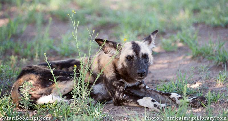 Wild dog at Madikwe Game Reserve, South Africa
