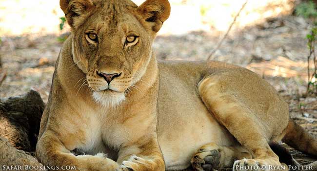 South Luangwa in the Emerald Season