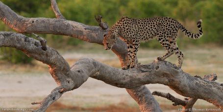 Top 10 Best Places To Locate Cheetah on Safari