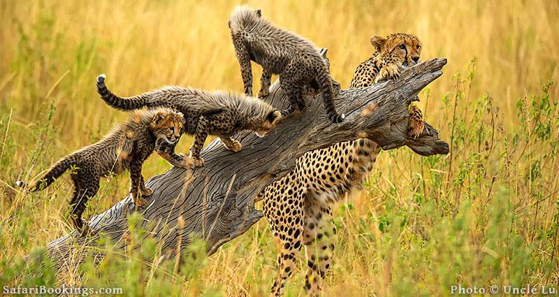 Mother cheetah with cubs at Masai Mara, Kenya