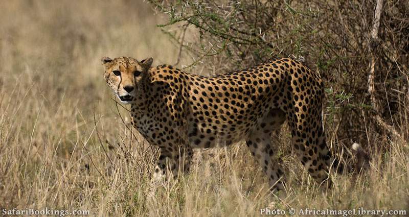 Cheetah at Buffalo Springs, Kenya