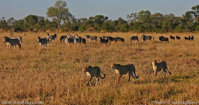 Cheetah walking past zebra and wildebeest at Savuti, Botswana