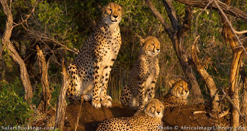 Cheetah with cubs at Phinda Game Reserve