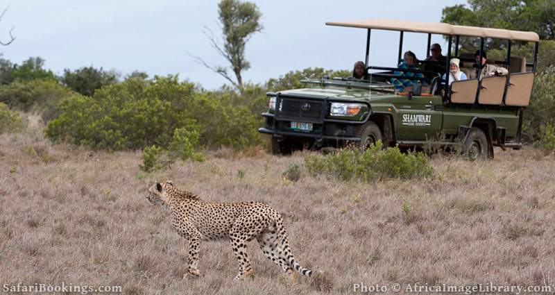 Cheetah and safari vehicle at Shamwari Game Reserve