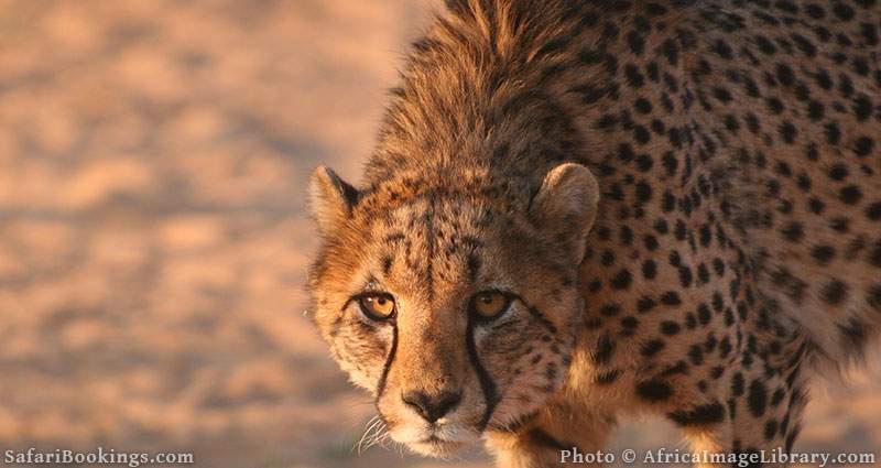 Namibian cheetah at Etosha National Park