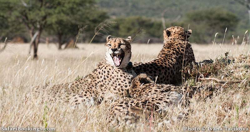 Cheetah resting at Okonjima Nature Reserve, Namibia