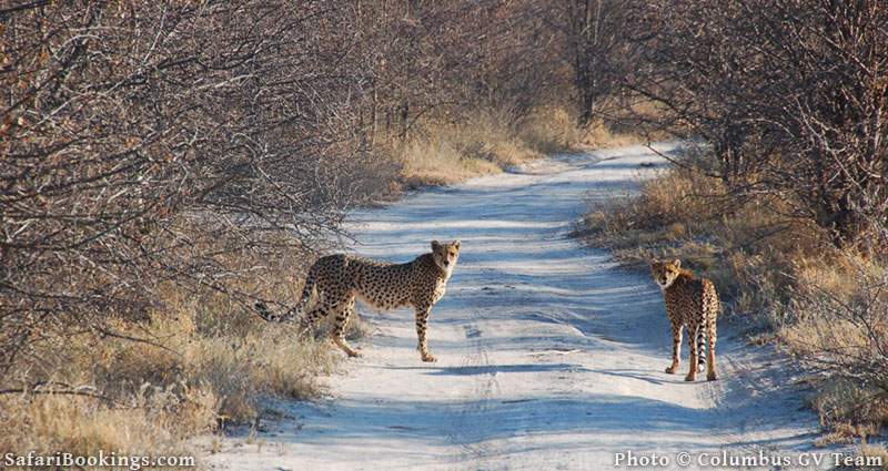 Two cheetahs on the road at Central Kalahari Game Reserve